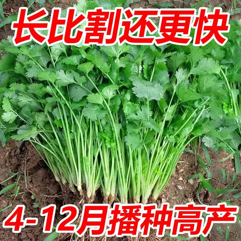 【熱銷】香菜種子一年四季速生大葉芫荽香菜籽陽臺(tái)盆栽蔬菜種子 香菜種子【精選原種】 （剛到新種）大包666粒