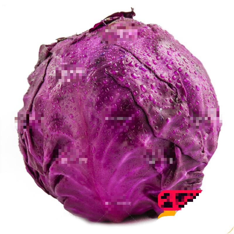 苏购紫甘蓝种子紫色卷心菜种籽洋白菜包菜春秋播蔬菜种子包心菜菜籽