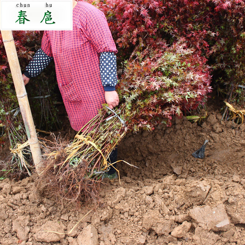 春沭 红枫树苗 红枫盆栽 红枫苗 红枫小苗 彩色观叶树种叶色鲜艳持久