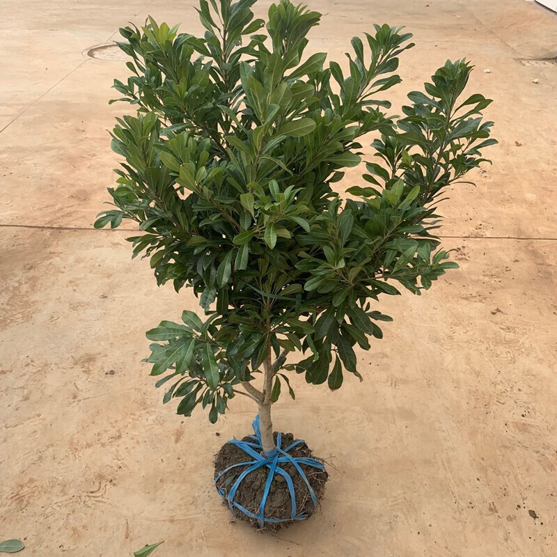 旷鸿杨梅苗树苗正宗嫁接东魁杨黑炭梅苗盆栽南方地栽特大果苗当年结果