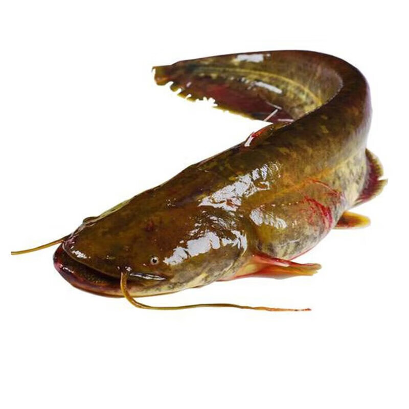 仙尚鲜【鲶鱼】微山湖鲶鱼现杀淡水胡子鲶 湖区土鲶鱼 大口鲶鱼 新鲜
