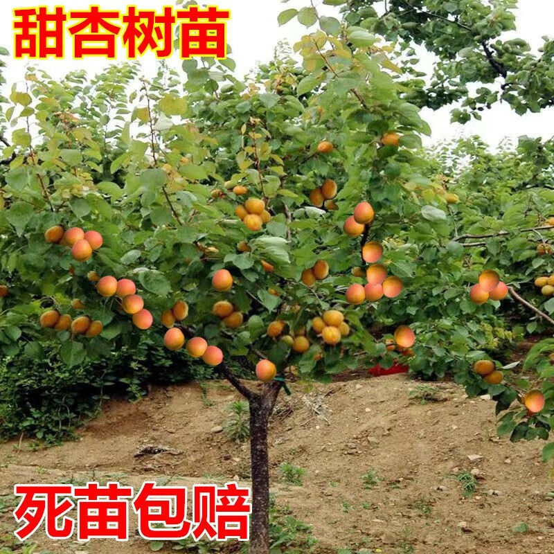 苗果树盆栽活苗当年结果庭院种植南方北方甜杏子树苗 4年苗(品种备注)