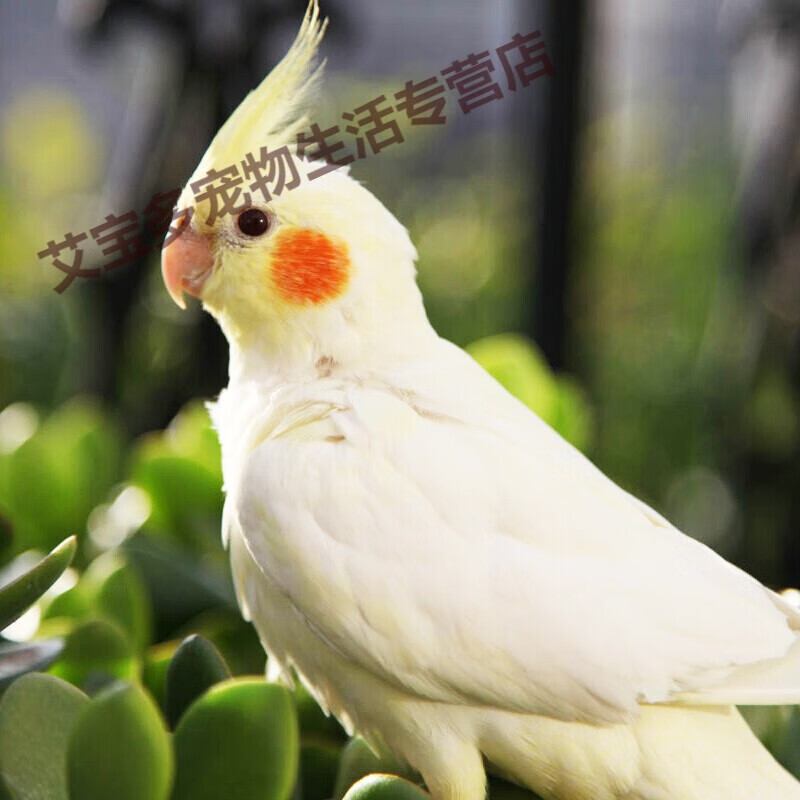 玄凤鹦鹉活体鸟活物虎皮鹦鹉说话鸟幼鸟手养鸟雏鸟活体宠物 黄化玄凤