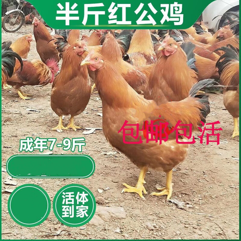 大红公鸡苗半斤小鸡脱温本地散养九斤红活体幼苗 半斤脱温鸡红公鸡(满