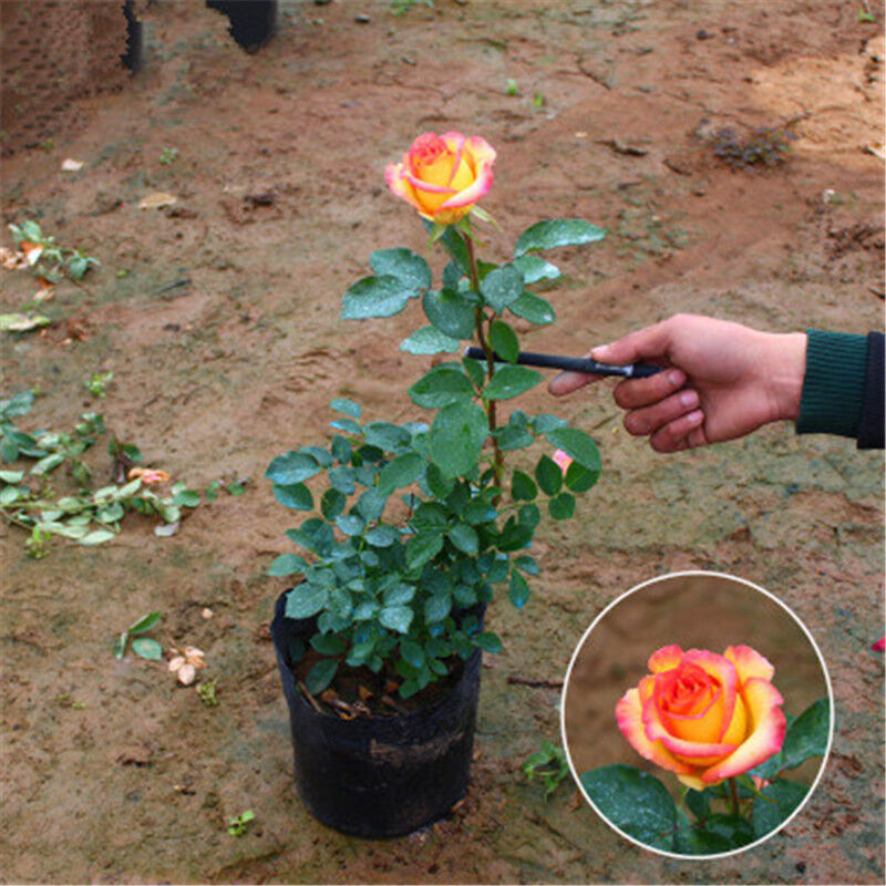 春沭 月季苗 大花香水月季花苗  月季盆栽 月季花苗盆栽苗 荣光 3年苗