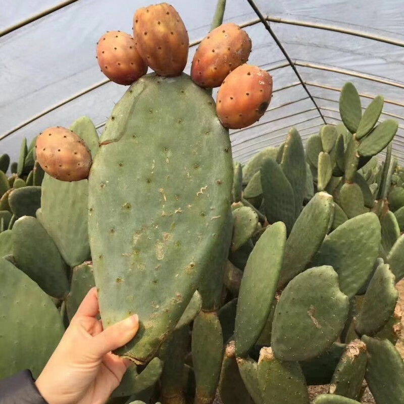 ��������ī�����װ�����������ɫ����ֲ�����Կ�ʳ������������ڷ� ʮ����Ƭ��3��� ���������Ͱ�� ������