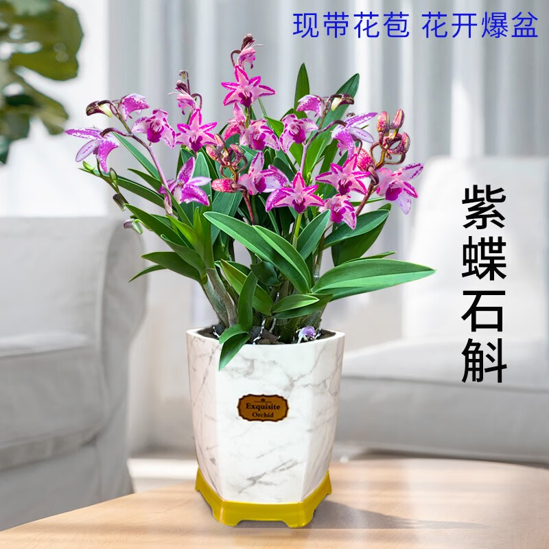 劉閣蘭花香水石斛现带超多花苞 带懒人盆水培植物 石斛兰花苗花卉绿小