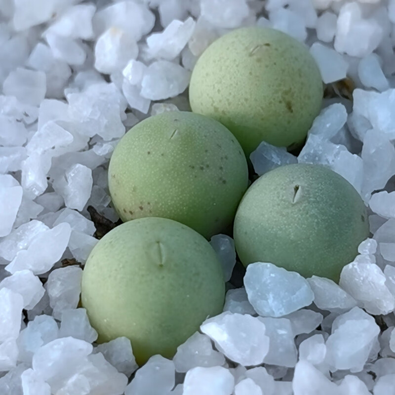 球形裸根多肉植物番杏科肉锥花属翡翠玉鸽子蛋绿植盆栽两年株 鸽子蛋1