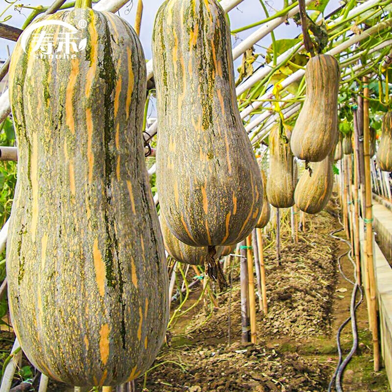 寿禾 早栗蜜本南瓜种子超甜糯面板栗密本家庭播种蔬菜春冬季籽阳台