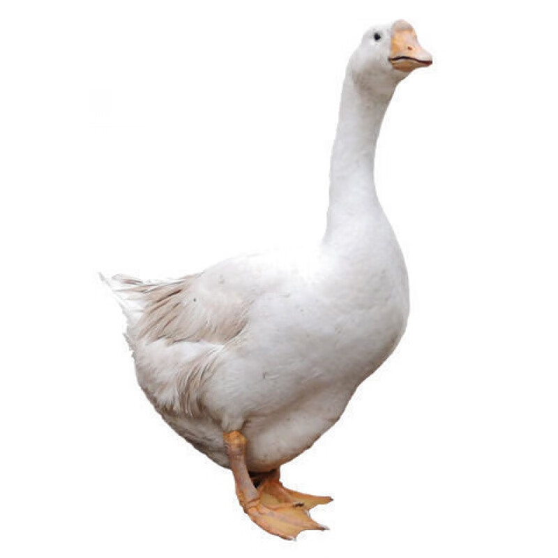 一斤大白鹅大种灰鹅脱温苗活体小鹅苗三花鹅苗 杂交大三花白鹅1斤/只