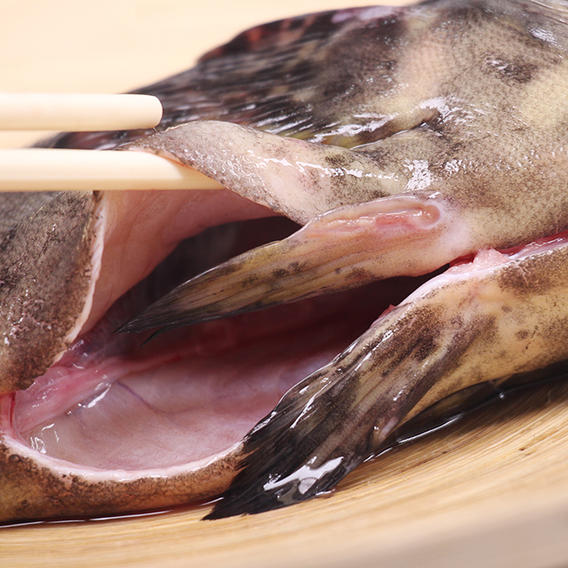 仙泉湖三去珍珠斑鱼