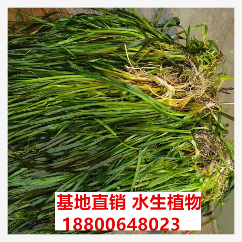 耐寒苦草常绿马来眼子菜穗花狐尾藻金鱼藻黑藻菹草苗 常绿大苦草20株