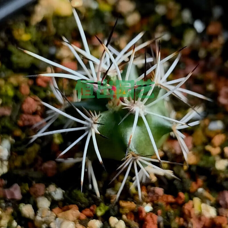 采缇(caiti)多肉植物实生仙人球 达氏青花虾桌面吸甲醛绿植盆栽趣味窗