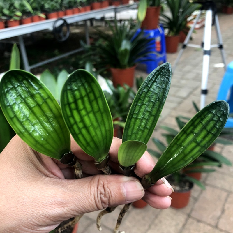 君子兰精品小苗室内盆栽绿植圆头技师油匠大桥立板短叶麻脸 黑麒麟 玉