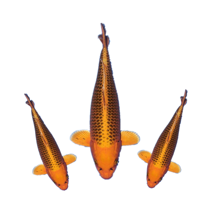 水族活体京东历史价格|水族活体价格比较