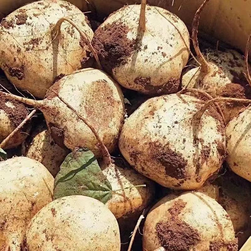 贵州地萝卜黄泥沙地地萝卜新鲜地瓜凉薯脆甜好吃5斤净重 8斤大果 (4两以上)