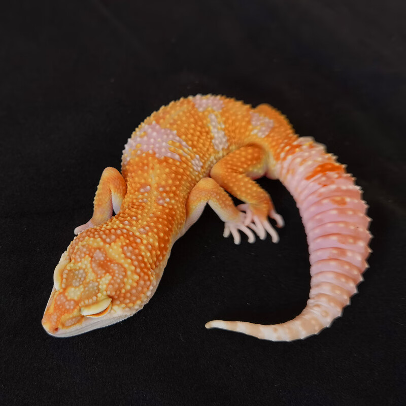 聪腾豹纹守宫活体宠物新手入门懒人爬宠异宠温顺可爱新型掌上网红萌宠