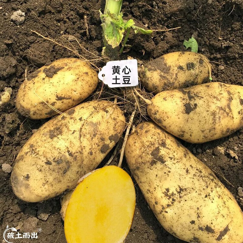 神禾土豆种子原种带芽黄心脱毒马铃薯批发早熟 黄心土豆种子3斤 原种