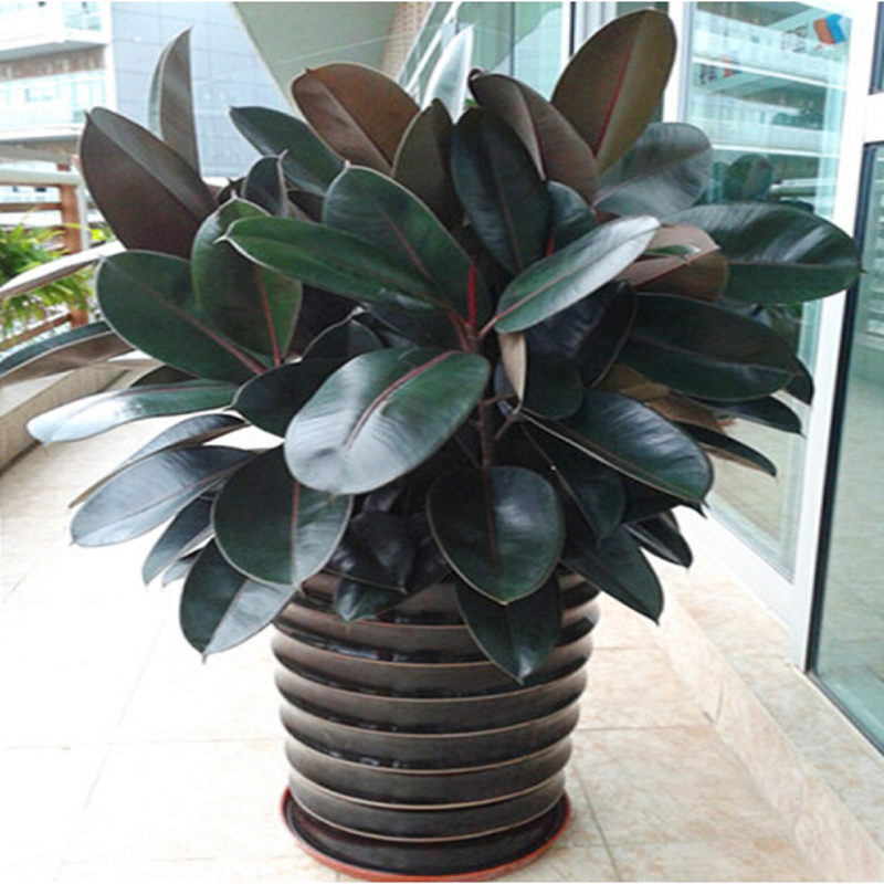 花俊黑金刚橡皮树净化室内空气吸甲醛室内盆栽植物内客厅大型绿植花卉