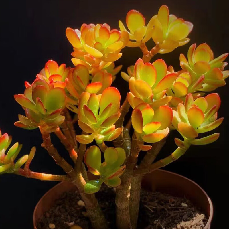 果爵云南多肉植物大颗老桩黄金花月红玉树盆栽姬红花月新花月锦 姬