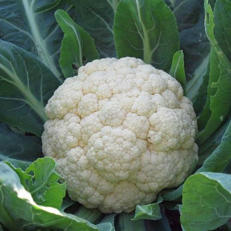 【花菜种子】松花菜种子白花菜西兰花种子青梗花椰菜高产有机花菜 白