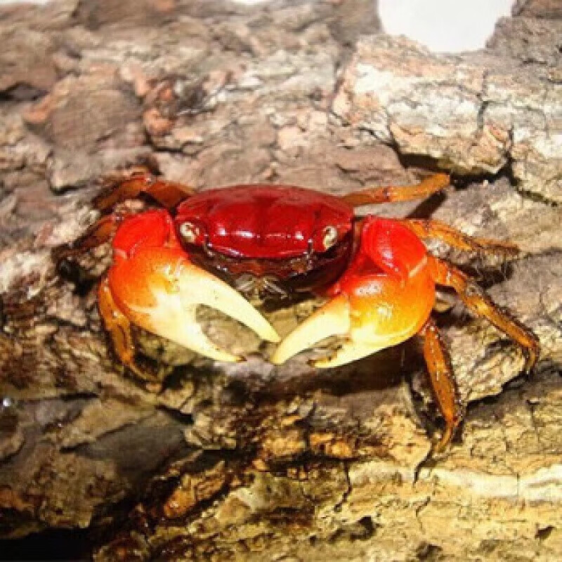 宠物相手蟹活体螃蟹迷你辣椒蟹寄居蟹勾手观赏蟹河蟹冷淡水养动物 相