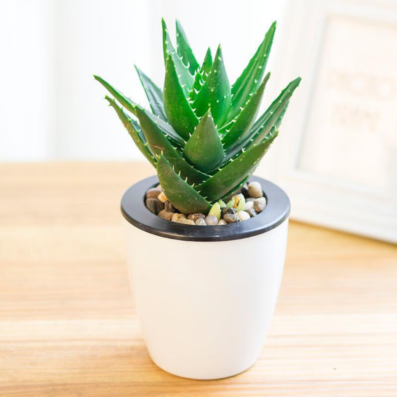 多肉植物不夜城芦荟盆栽 办公室内桌面绿植 不夜城芦荟 不含盆