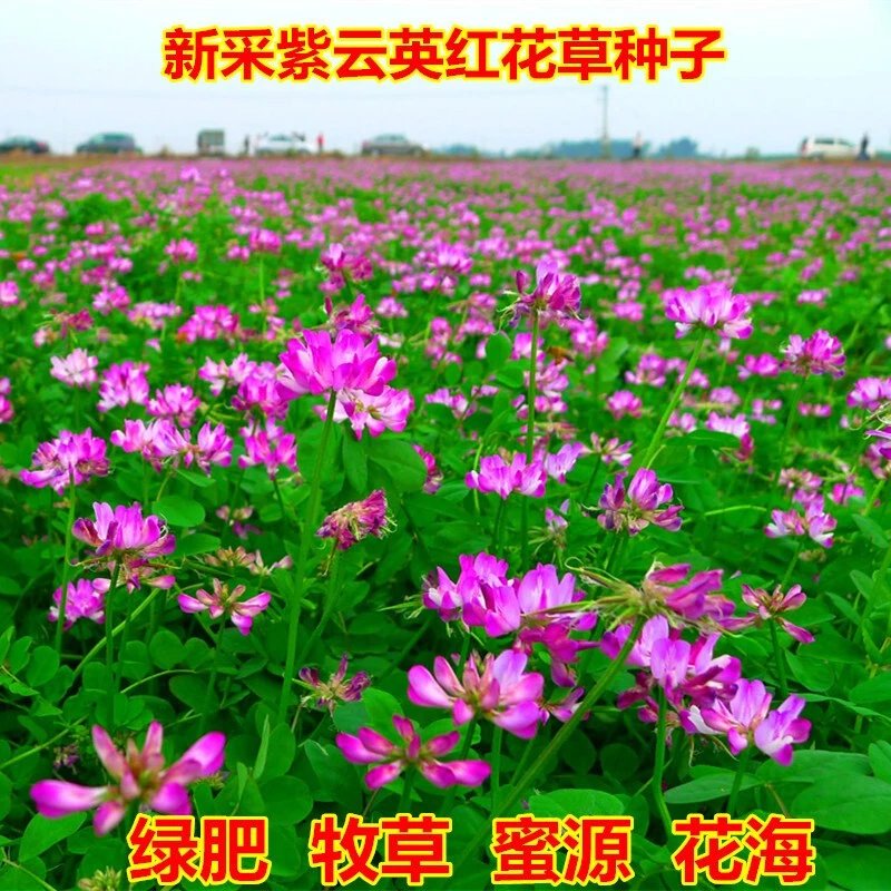 昊兰诺紫云英种子红花草种子养蜂蜜源高产绿肥牧草种子食用野菜种籽