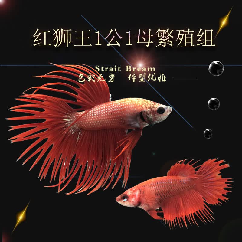 易萌宠物进口泰国斗鱼繁殖组半月马尾斗鱼抱卵母鱼热带小型鱼活体