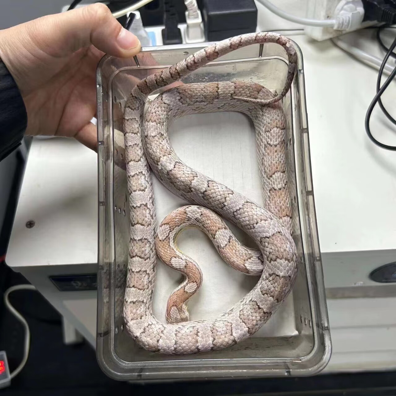 玉米蛇雪白暴风雪原色显直爬宠翠青华游三线温顺上手【定金价 幽灵