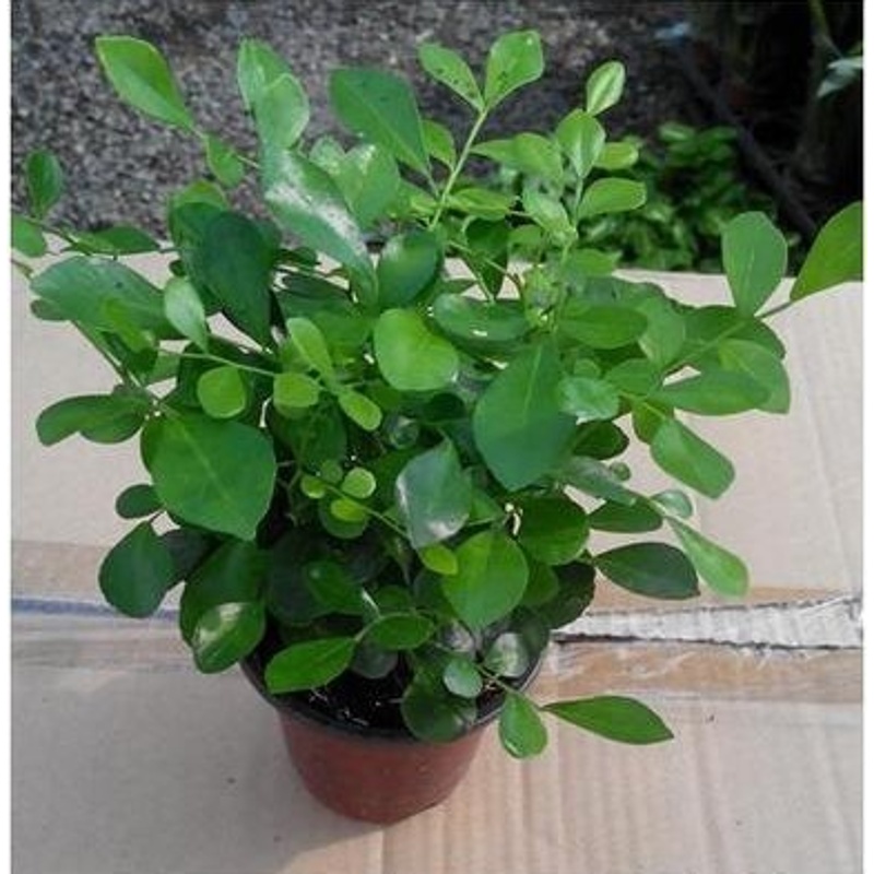 洁妍 九里香树苗花卉千里香植物庭院阳台楼顶居家植物室外四季小盆栽