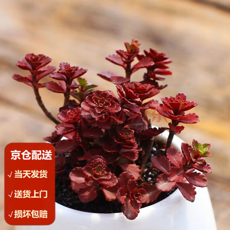 墨一(moyi)小球玫瑰多肉 酒杯玫瑰多肉 山地玫瑰多肉绿植带盆 小球