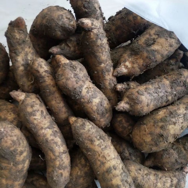 正宗云南昭通小草坝天麻产地现挖500g天麻冬麻湿麻 15个一斤装的小