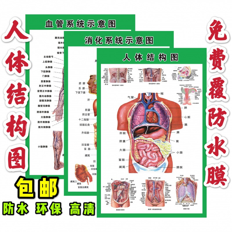 jdbz 人体解剖彩色学骨骼结构图神经肌肉五脏六腑淋巴示意解刨器官