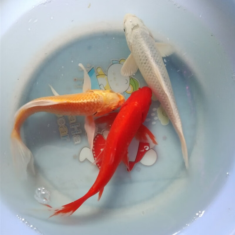 荣郁 锦鲤活鱼活体观赏红草龙鱼饲料鱼草金锦鲫好养闯缸小金鱼耐活 红