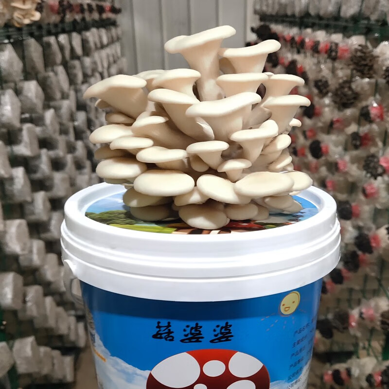 蔬菜类历史价格插件|蔬菜类价格历史