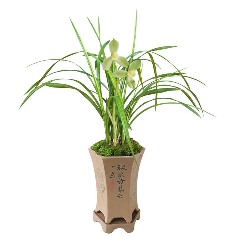 華香園蘭花 春劍大荷素 春劍 蘭花苗 濃幽香型 不帶花苞辦公室內(nèi)盆栽盆景多肉耐陰綠植物綠植盆栽花卉 春劍大荷素 1棵5苗 不帶花苞 裸根發(fā)貨