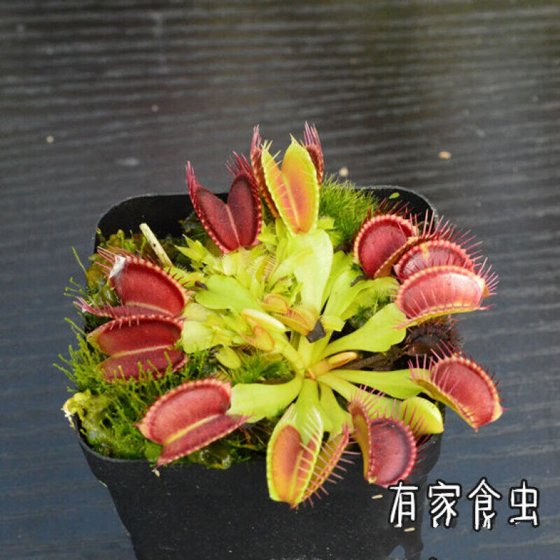 素蜜捕蝇草盆栽食虫植物懒人盆绿植种好发货食虫草猪笼草瓶子草茅 红