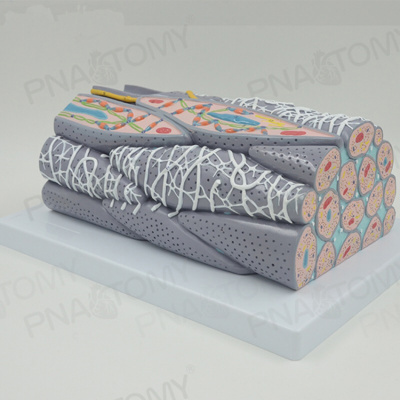 医用心肌组织微观模型无纹肌平滑肌横纹肌结构纤维细胞放大模型