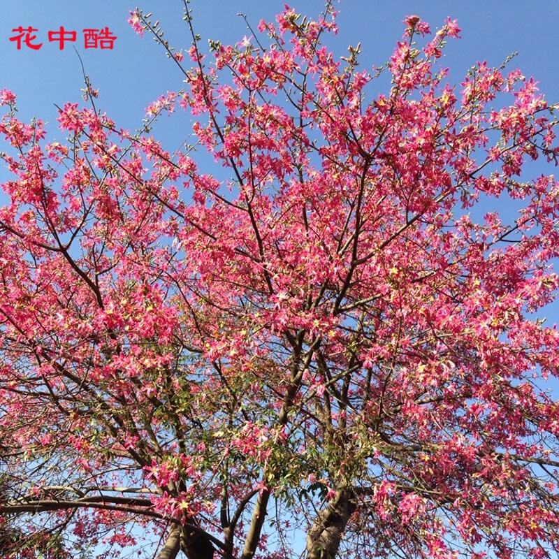 花中酷 美丽异木棉种子绿化种子林木种子 红花木棉花种子 一斤