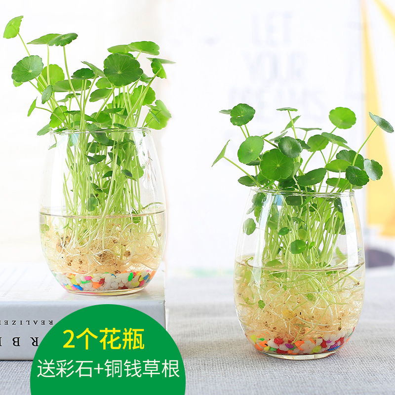 南啵丸铜钱草水培植物办公室桌面盆栽金钱草花卉室内水养绿植保成活