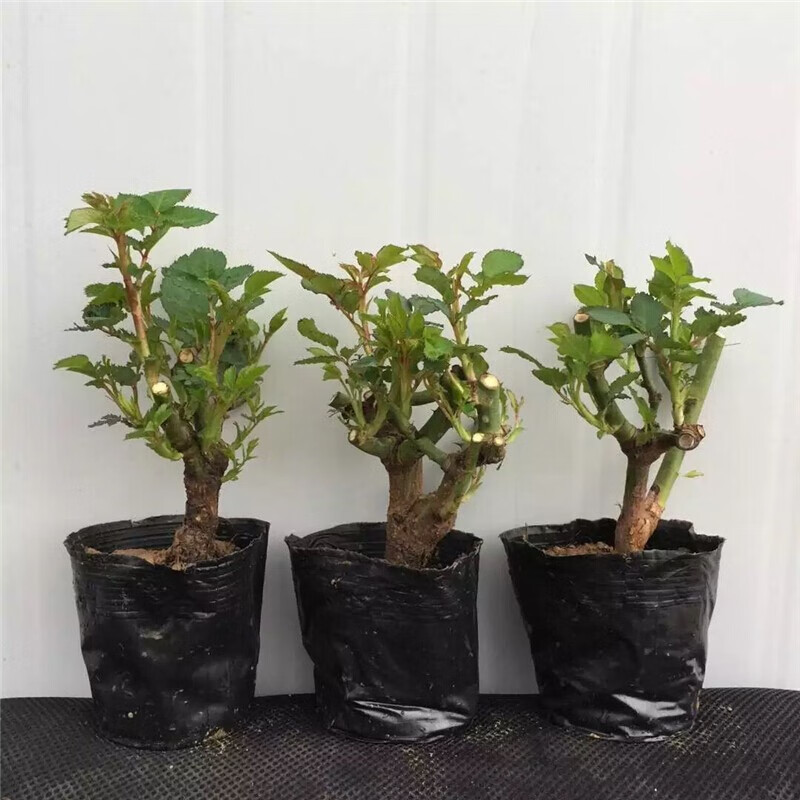 查看花卉商品历史价格的网站|花卉价格历史