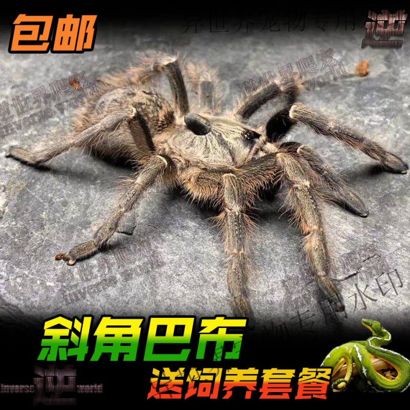 斜角巴布宠物蜘蛛1-12厘米凶猛好养独特黑角兽盘丝大仙活体 斜角3厘米