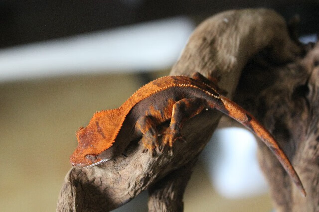 虹弦见睫角守宫幼苗宠物级蜥蜴活体人温顺食用果泥颜色丰富不咬人 桔