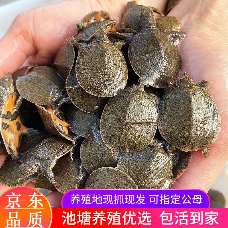 小甲魚苗活體外塘養(yǎng)殖甲魚團(tuán)魚水魚王八苗中華鱉苗包活養(yǎng)殖地直發(fā) 20只甲魚苗【30-40克】 30g
