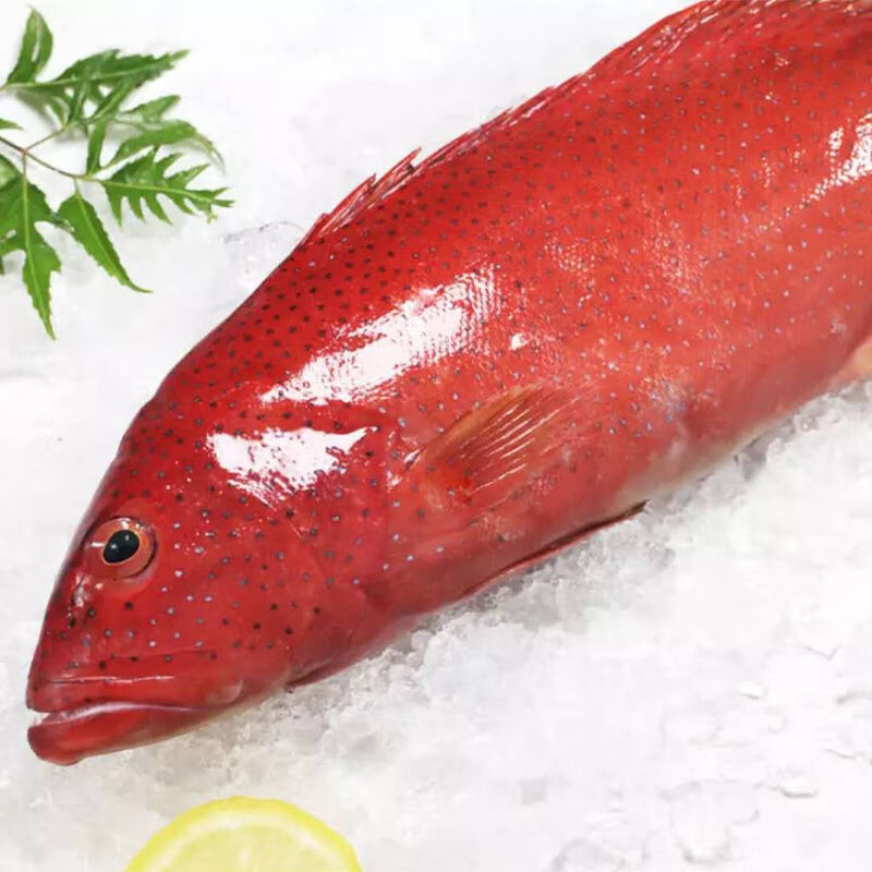 皓谦深海东星斑活鲜速冻红石斑鱼澳东刺身级没小刺肉嫩海鲜食材 1条装