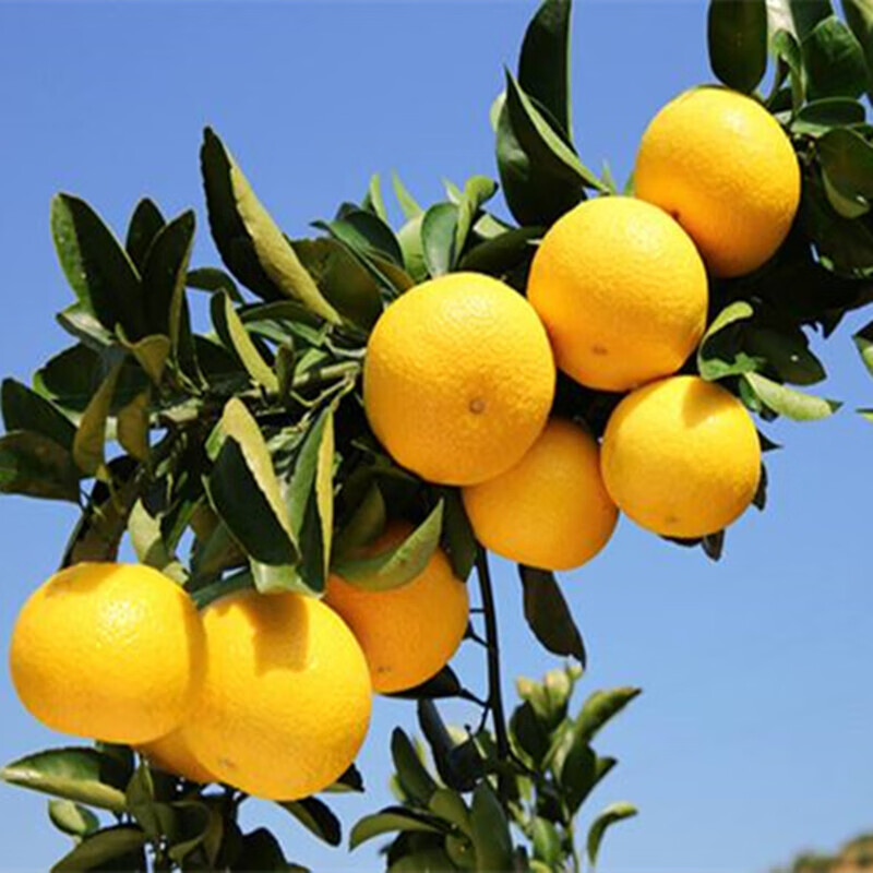 言清嫁接柚子树苗红心蜜柚当年结果南北方种植庭院阳台