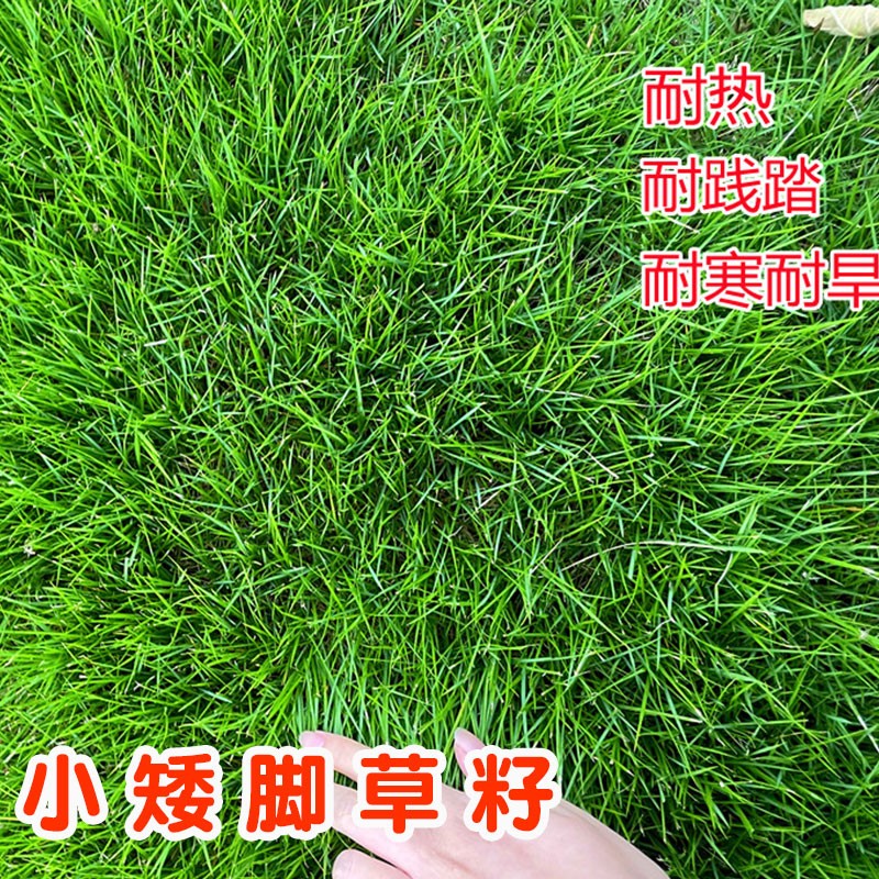 萌蕴(mengyun)进口小矮脚草坪草籽四季常青免修剪庭院别墅护坡厂区