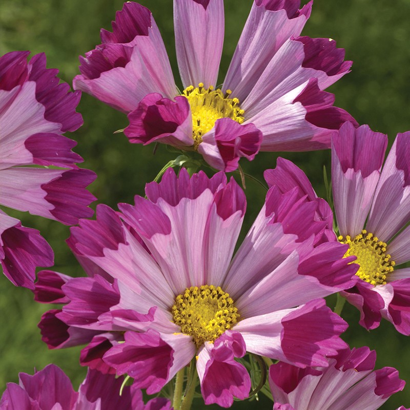 萌吖吖萌吖吖花卉种子 春夏播花园庭院菊花类花种 管状波斯菊 红色