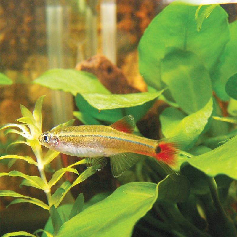 淡水鱼群游鱼冷水鱼热带鱼灯科鱼活体鱼红绿灯鱼观赏鱼 白云金丝鱼1条